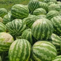 هندوانه مغان
