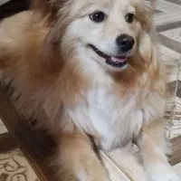 پامر تربیت شده