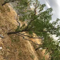 باغچه ۲۳۴ متری تک برگ سند