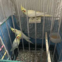 پرندع عروس هلندی