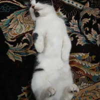 واگذاری گربه‌|گربه|گرگان, |دیوار