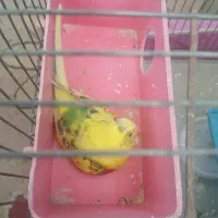 مرغ عشق ۴عدد تخم