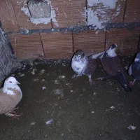 کربلایی ساده گرگی|پرنده|گرگان, |دیوار