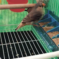 فنچ بلک بادی با تخم و لپ سیاه کینگ|پرنده|مشهد, گلشور|دیوار