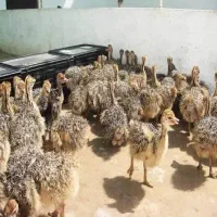 فروش شترمرغ از ۱۵ روزه تا ۳ ماهه ارسال سراسر کشور