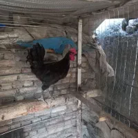 خروس جوان تکی ۱۵۰۰ جفتش باهم ۲۵۰۰