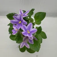 بنفشه آفریقایی شیمر کمیاب