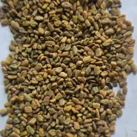 طلای سبز آذربایجان