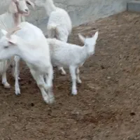 فروش بز های سانن|حیوانات مزرعه|ماهدشت, |دیوار