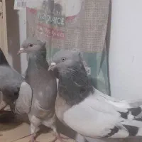 کبوتر اصفهانی