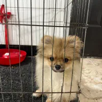 سگ پامرین پنج ماهه نر