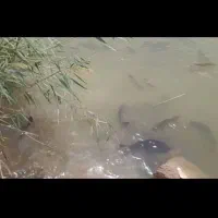 مشارکت در مزرعه پرورش ماهی ومجموعه گردشگری