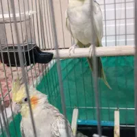 یک جفت عروس هلندی جفت با جوجه معاوضه با قناری