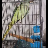 شاه طوطیم گمشده پرنده|حیوانات|اهواز, کیان اباد|دیوار