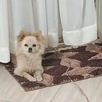 پامرانین خرسی عروسکی