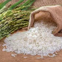 برنج کامفیروزی،  طارم ، عنبربو و نورابادباکالابرگ