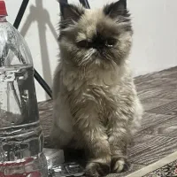 گربه پرشین همالین