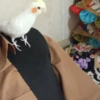 عروس