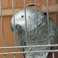طوطی کاسکو نر سخنگو