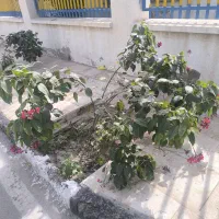 نظافتچی میخام