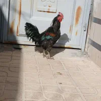 خروس|حیوانات مزرعه|مرودشت, شهرک مهدیه|دیوار