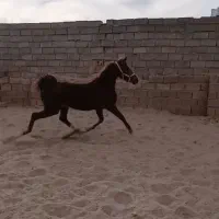 اسب بومی رفسنجان همه شجره دار. سر و دم گیر
