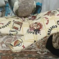 یک عدد عروس هلندی مرواریدی نر