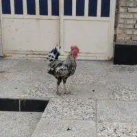 خروس عربی اصل