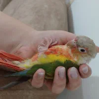 گرینچیک فوق دستی