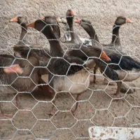 بوقلمون محلی وغاز درجه یک|حیوانات مزرعه|شیراز, شهدای شهرک سعدی|دیوار