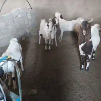 بزگلابی و سانن اصل|حیوانات مزرعه|قائن, |دیوار