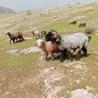 نرمیش|حیوانات مزرعه|ایذه, |دیوار