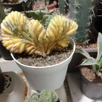 کاکتوس وآگاوتیتانوتا حراج بادقت آگهی روبخونید