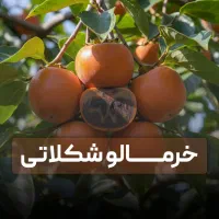 فروش نهال خرمالو شکلاتی با ضمانت 4ساله