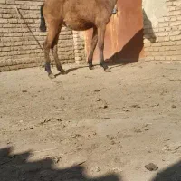 اسب کره شش ماهه مادیون|اسب و تجهیزات اسب‌سواری|سلماس, |دیوار