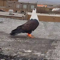 کفتر|پرنده|مشهد, کارگران|دیوار