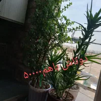 فروش گل گیاه آپارتمانی با گلدان ب علت کمبودجا|گل و گیاه طبیعی|اسلام‌شهر, شهرک واوان|دیوار