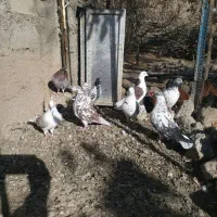 کبوتر تهرانی|پرنده|مشگین شهر, |دیوار