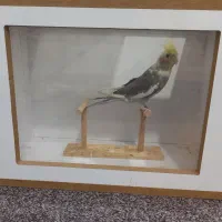 قفس فنچ گلدین .قفس ۵۲  پرون.فنچ ستاره ای بنگالی|لوازم جانبی حیوانات|شیراز, تندگویان|دیوار
