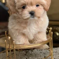 مالتیپو مینیاتوری زیبا باهوش بازیگوش