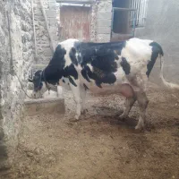 گاو نژادآبی بلژیکی سوپرشیر موقع زایمان ۲۵ کیلو شیر