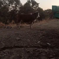 فروش گوساله نر