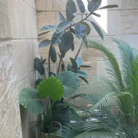 گل و گیاه تزیینی و زینتی