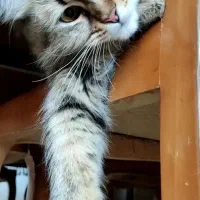 گربه خانگی|گربه|شاهین‌شهر, بنیاد ازدواج|دیوار