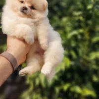 پامرانین اورجینال واگذار