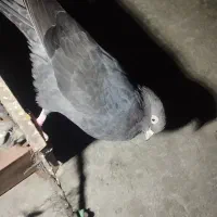 کفتر زاغ|پرنده|رودان, |دیوار