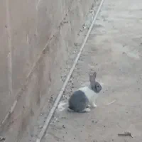 انواع خرگوش|موش و خرگوش|دزفول, |دیوار