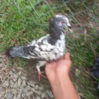 کبوتر پرشی مسافتی