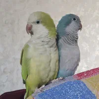 جفت راهب مولد