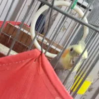 عروس هلندی|پرنده|مشگین شهر, |دیوار